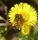 Hoverflies: Sunfly (Helophilus pendulus)